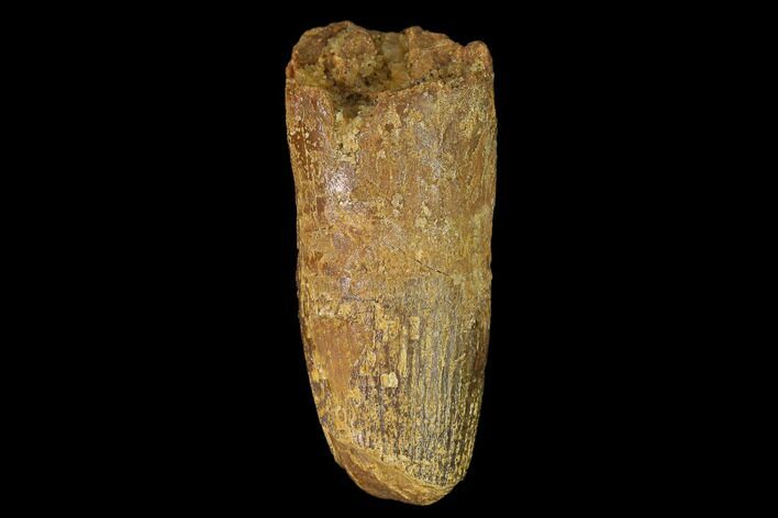 Partially Rooted Fossil Spinosaurus Tooth - Real Dinosaur Tooth #140561